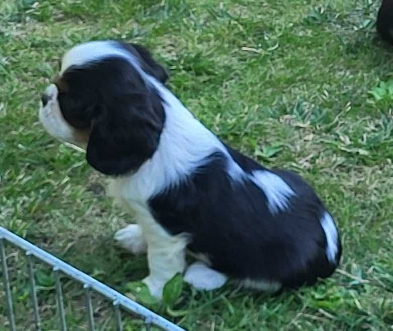 Cavalier King Charles spaniel