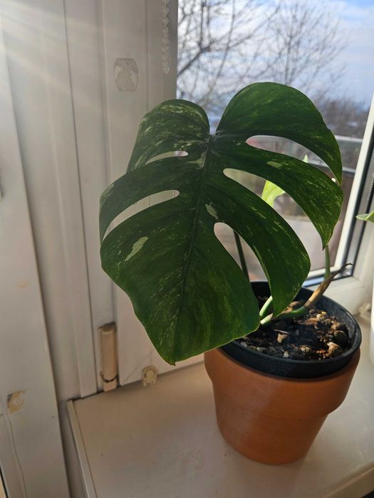 Monstera variegrata