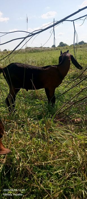 Козлики англонубійці