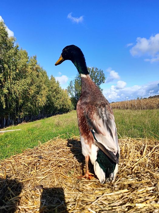 Sprzedam Kaczorki biegus