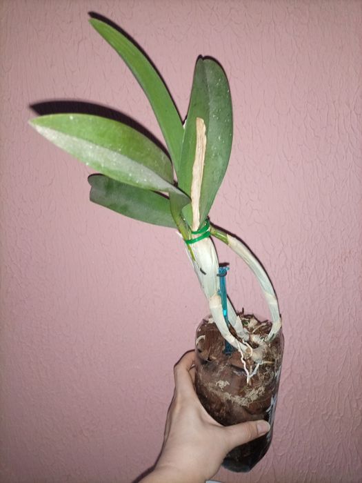 Орхідея Golf Green “Hair Pig” (Cattleya Moscombe x Brassavola digbyana