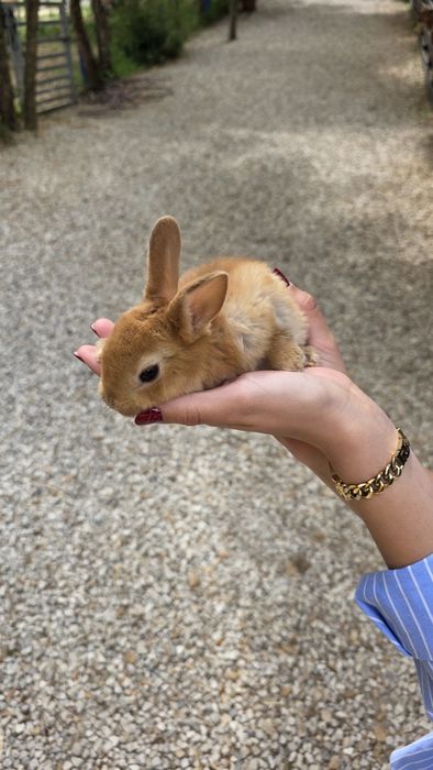 coelho Rex bebés