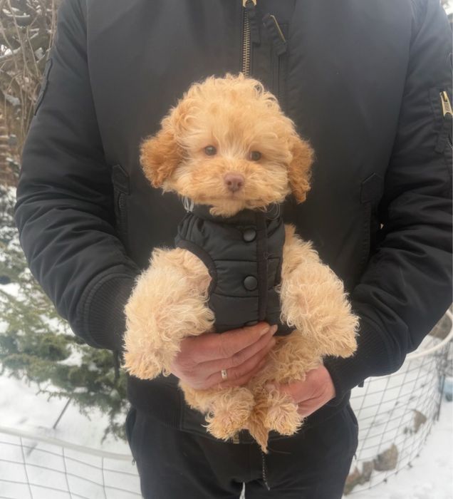 Мальчик мальтипу