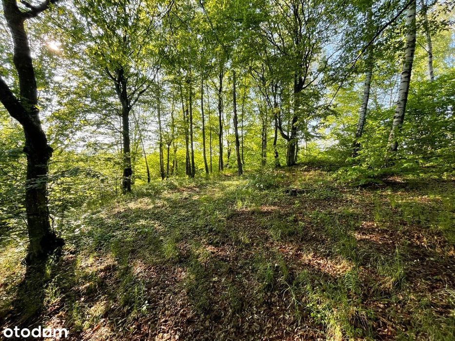 Działka - widok na jezioro Sasek Wielki. Dąbrowa - Widok 2