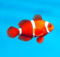 Ryba Premnas biaculeatus Spine Cheeked Clownfish Średni "M,, 4-5cm