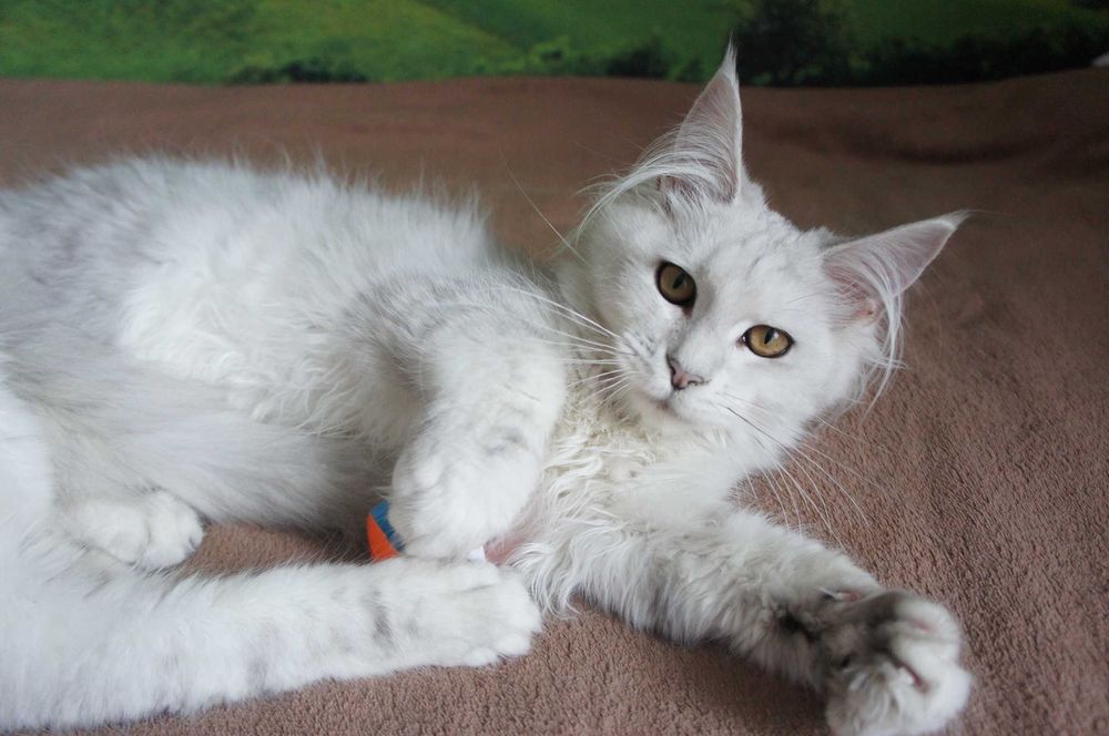 kotka Maine Coon  -FPL  bardzo jasne srebro - ojciec shaded - 6 mes.