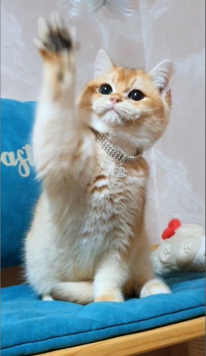 Золотой британский котенок