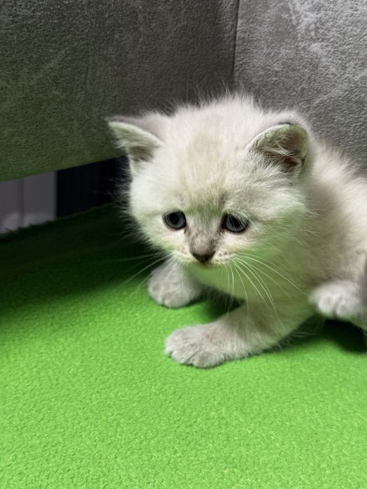 шотландські кошенята