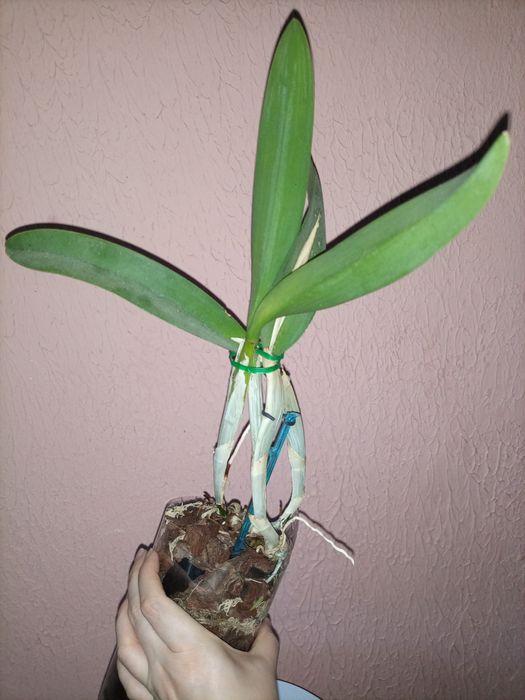 Орхідея Golf Green “Hair Pig” (Cattleya Moscombe x Brassavola digbyana