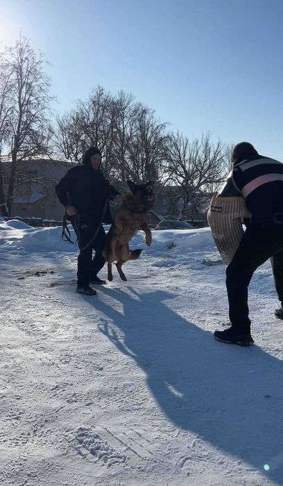 Німецька вівчарка