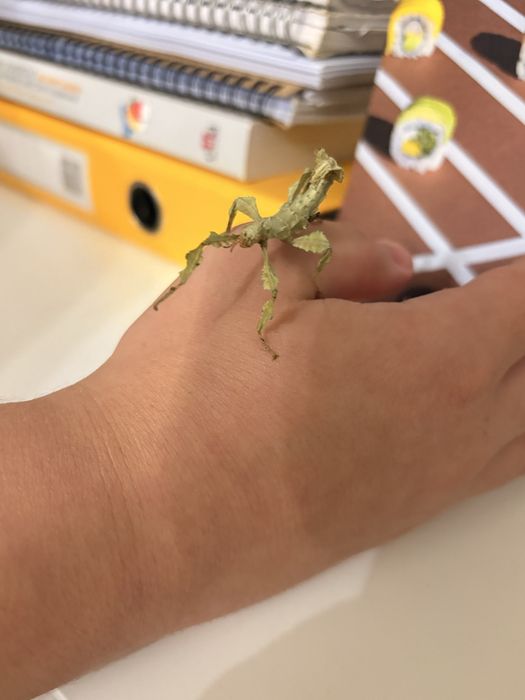 Straszyki australijskie nie wysylam