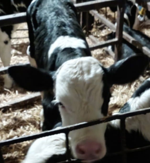 2 byczki SM i 2 jałoszki LM mięsne