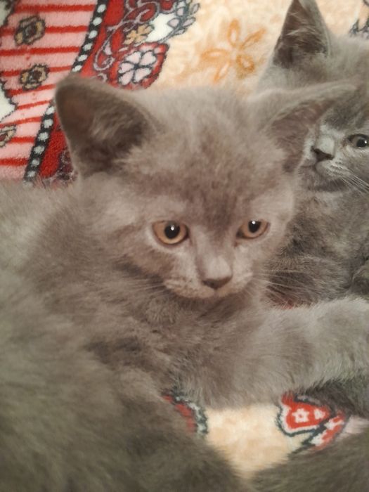 Продаються британськи кошенята