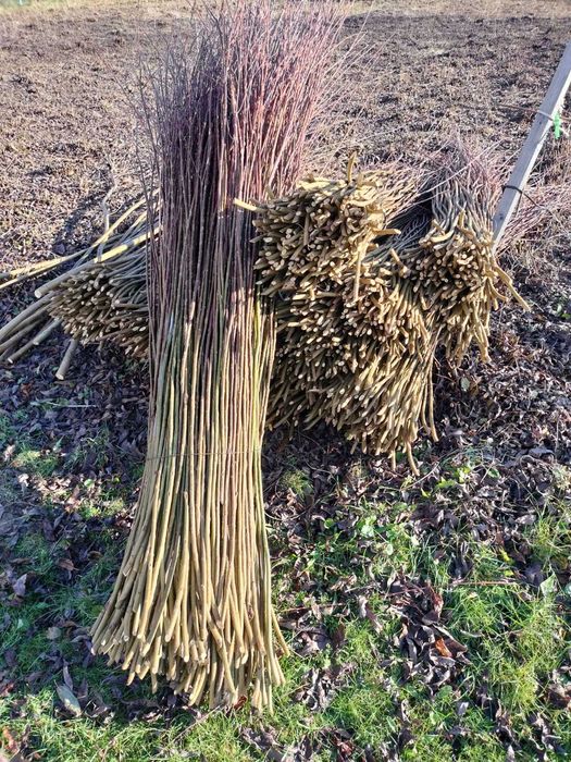 Sprzedam wikline amerykanke "pręcie"