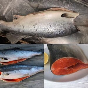 Кінг кліп, риба, кижуч, форель, філе, сьомга, тунец, лангустины