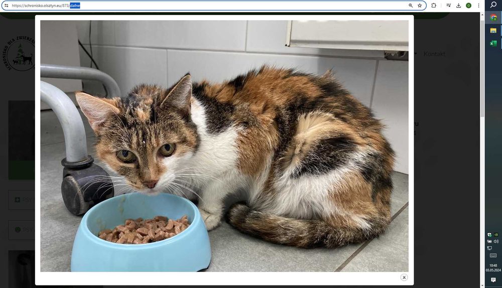 Dafne i Bolek nie żyją , Strupek i Bezimienni z Kwarantanny - czekają