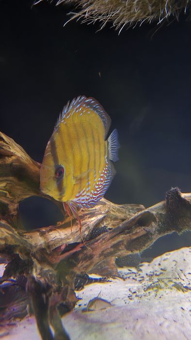 Dzikie paletki  Brown Heckel 4 szt.