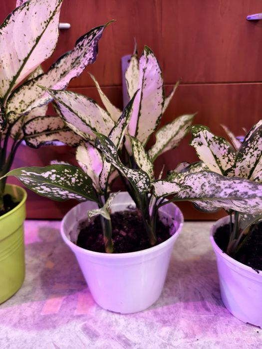 Комнатное растение агалогема White