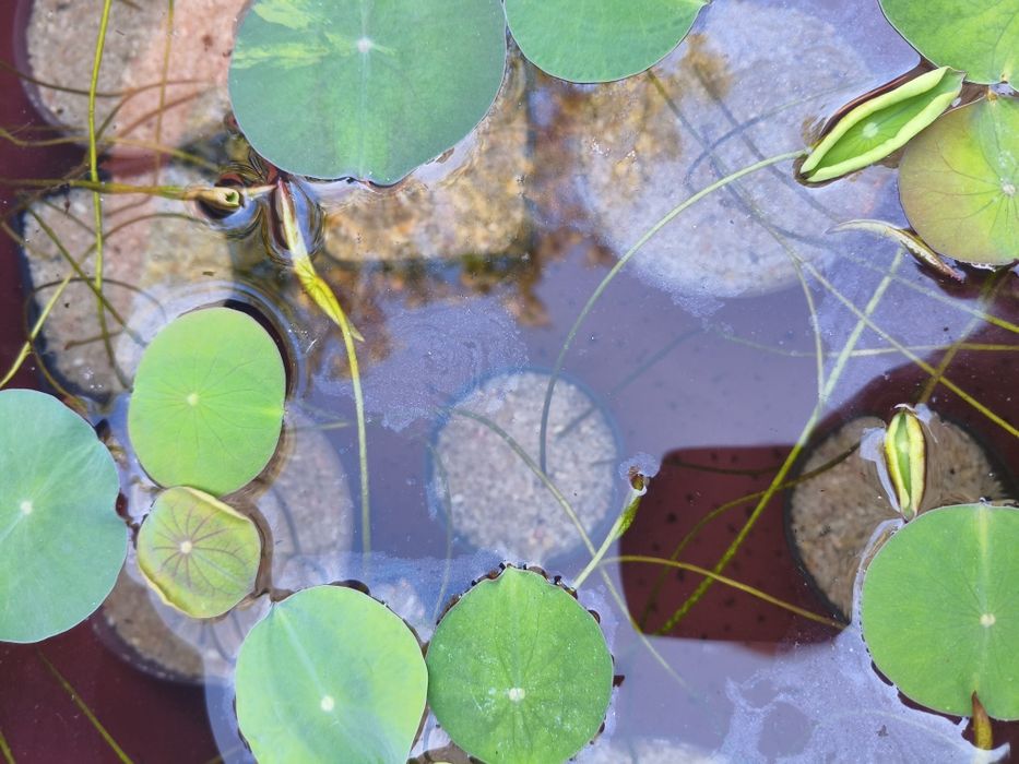 Plantas aquáticas jovens