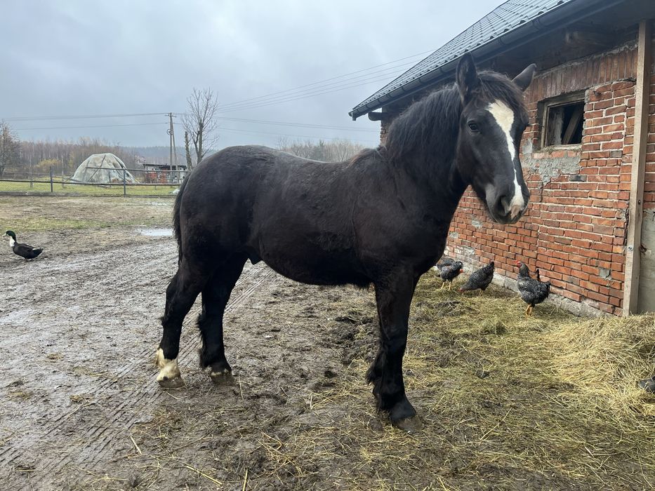 Źrebak zimnokrwisty