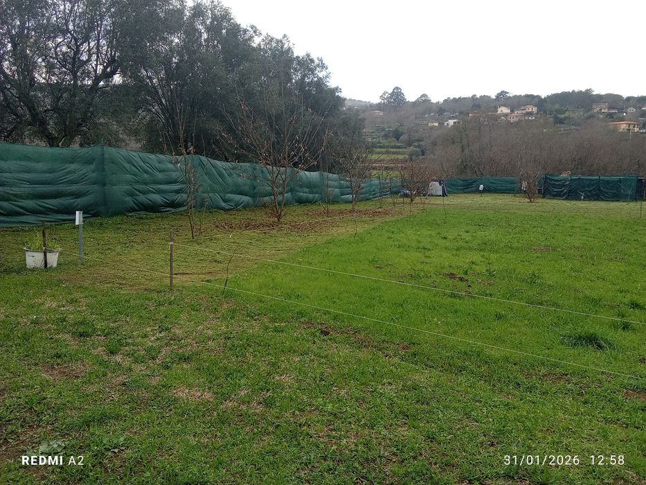 Terreno pomar 3100m2