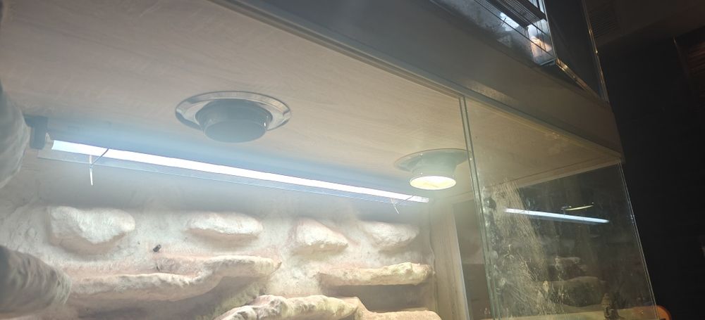 Terrarium z 2 Agamami