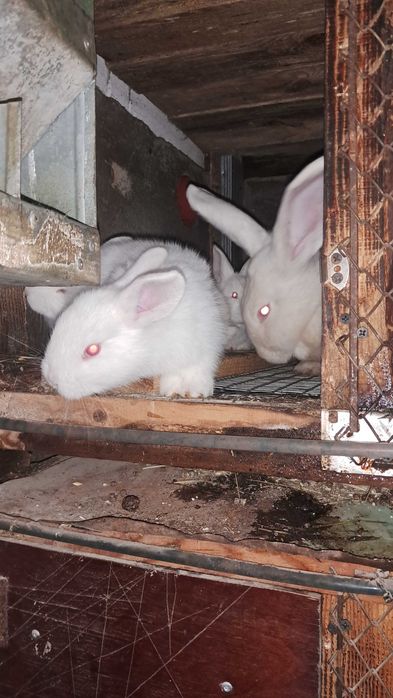 Термонская белая.