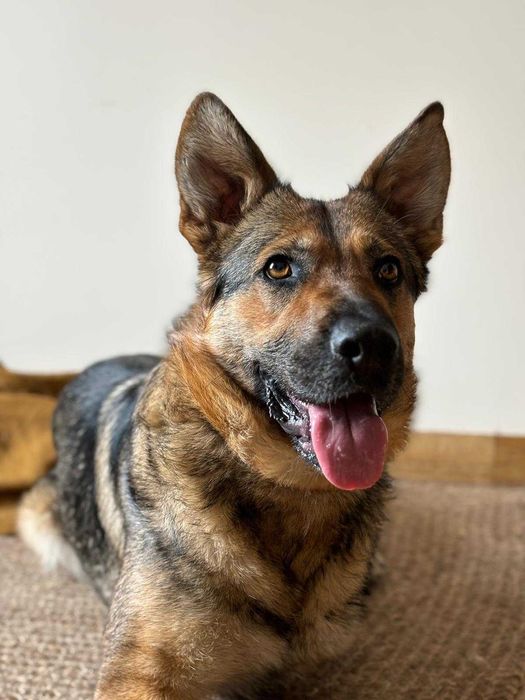 Alinka - niezłomna trójłapka w typie owczarka niemieckiego szuka domu!