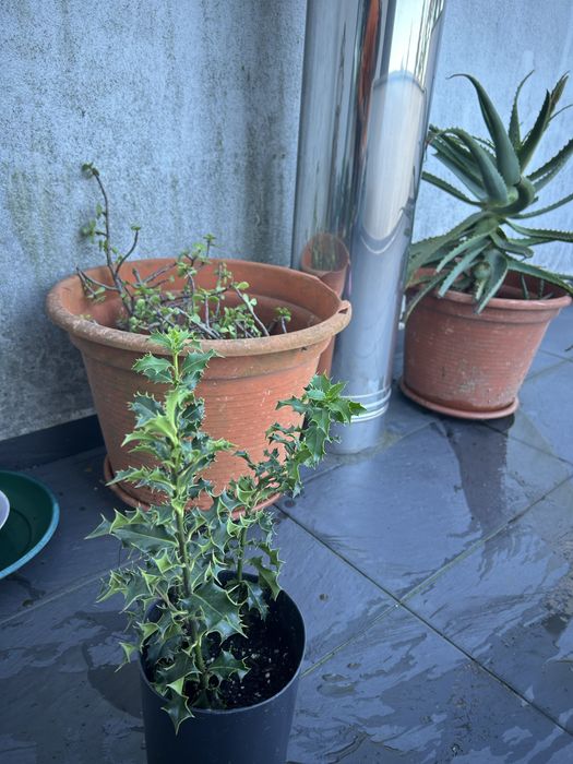 31 sucuentas, 3 azevinhos, 2 pinheiros nórdicos