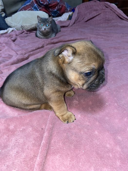 Великий хлопчик французик