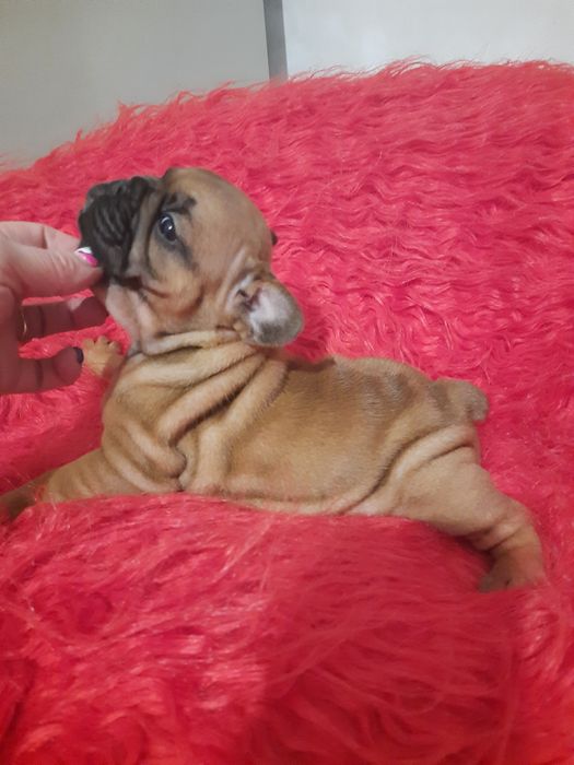 Щенки францкзского бульдога из питомника Одесса