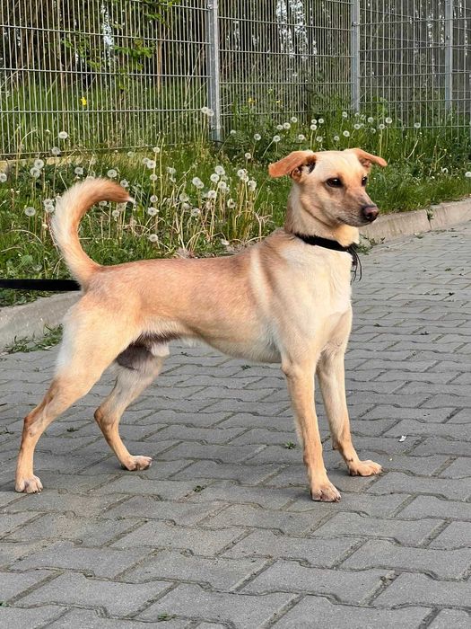 Cudowny Velvet szuka miłego domku