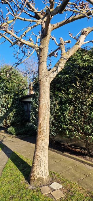 Orzech ,pień, kłoda