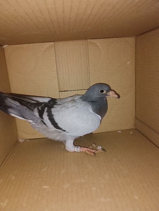 Pombos correios para venda de vários anos e varios  preços