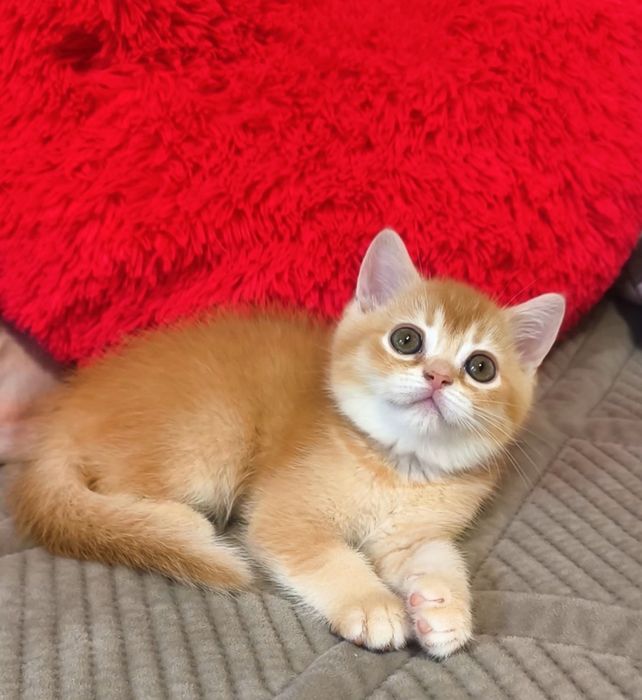 хлопчик шотландський котята котики