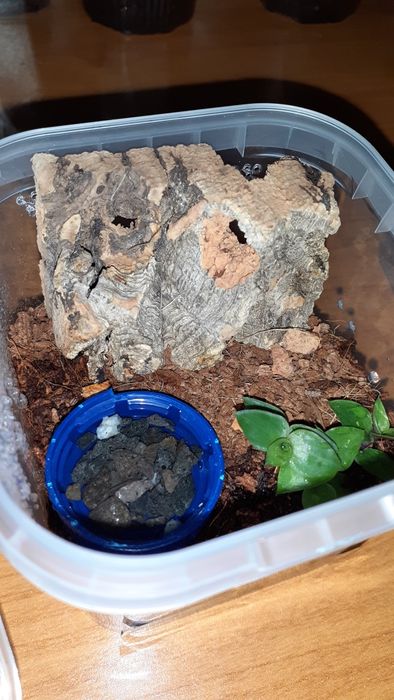 Typhochlaena seladonia L1/2