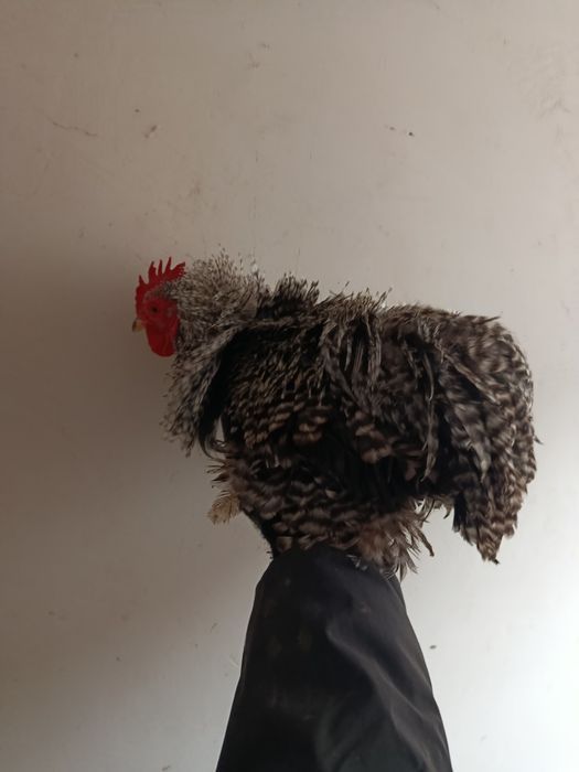 Кокинхинчики инкубационное яйцо