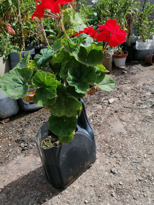 Plantas diversas para jardim