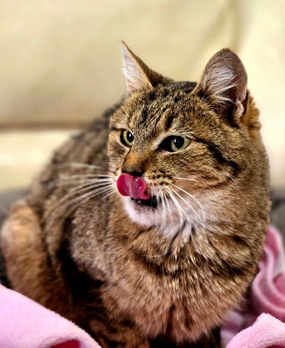 Piękna starsza kotka Zyta szuka domu. Adopcja, schronisko