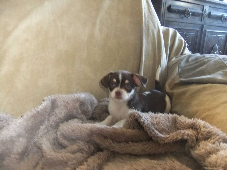 Chihuahua  cachorra com qualidade