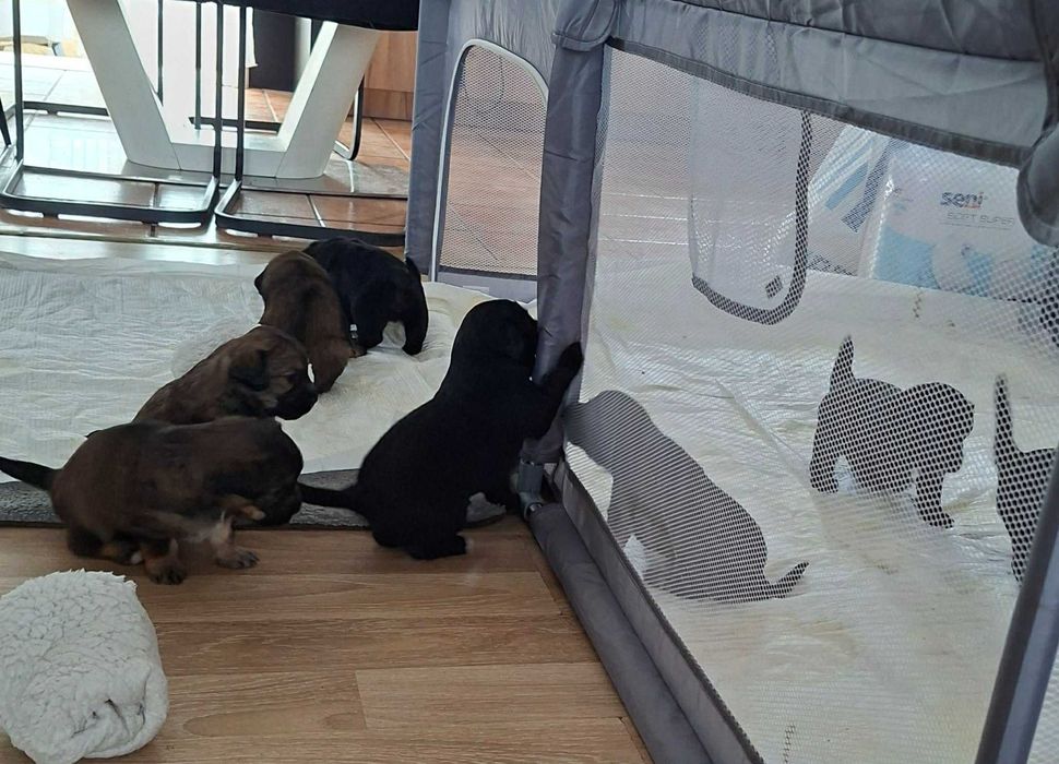 polecamy się do adopcji