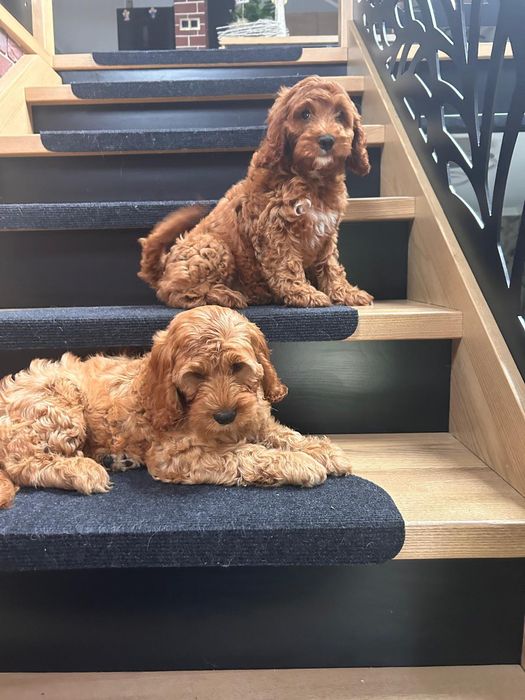 Cockapoo.cocker spaniel angielski..pudel