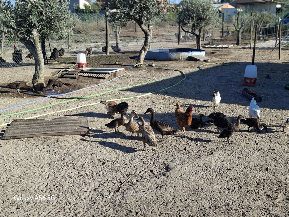 Vendo Patos corredores