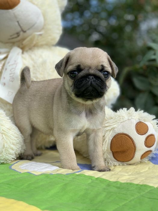 Бомбезні мопсики