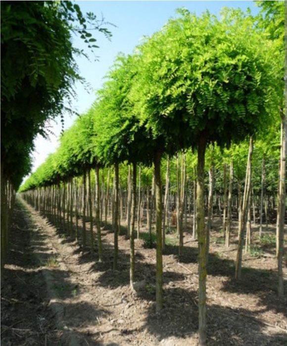 Akacja Umbraculifera 200 cm 250 cm hispida