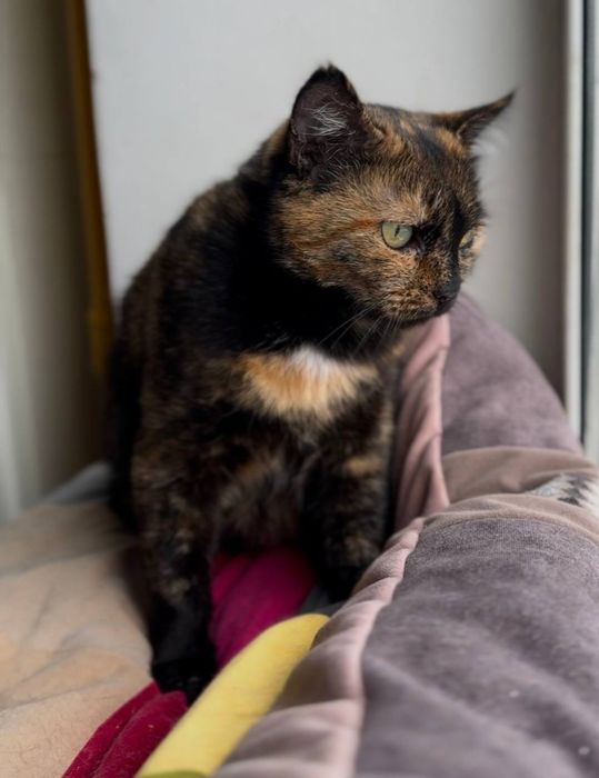 Кошка стерилизованная трехматсная в хорошие руки трьохкольорова киця