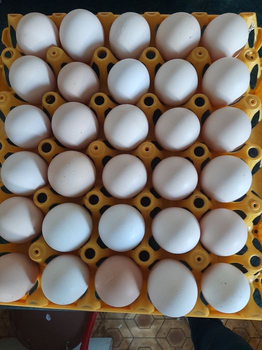 Wiejskie jajka od kur z wolnego wybiegu