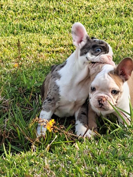 Bulldog francês macho merlle