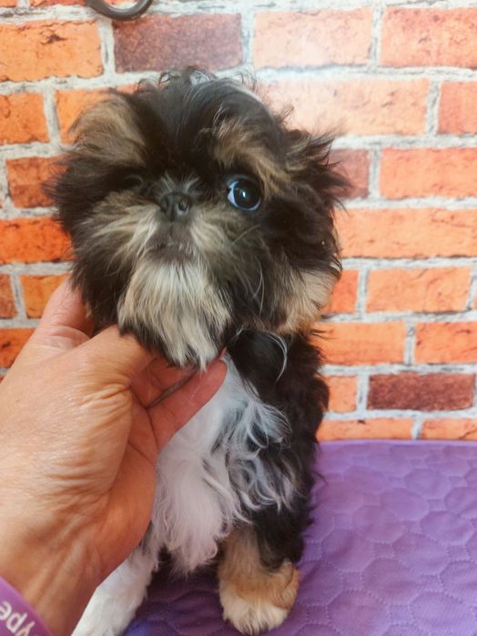Chłopiec Shih-tzu do odbioru