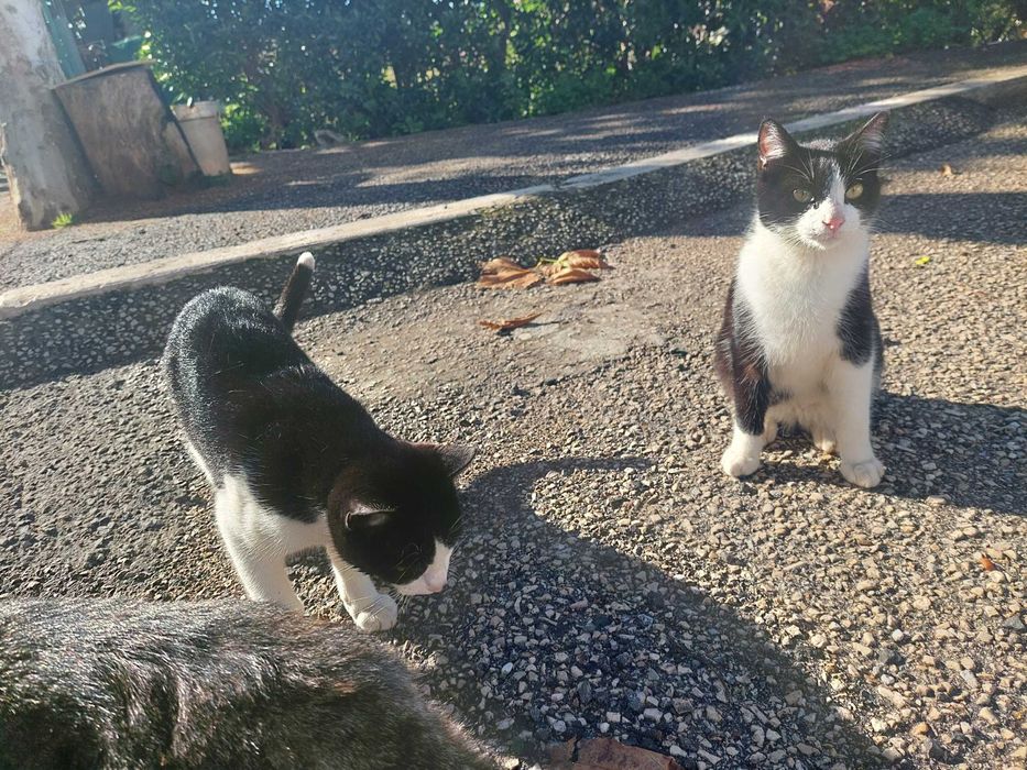 Gatinhos em adopção